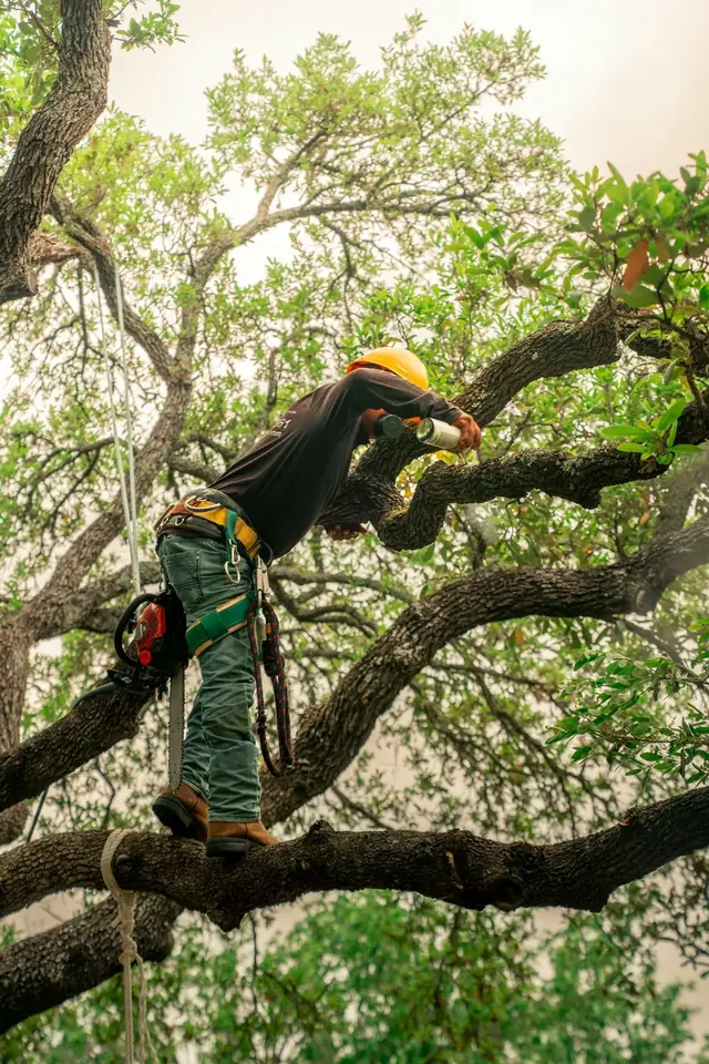 Élagueur vu de dos installé dans les branches d’un chêne, harnais et casque