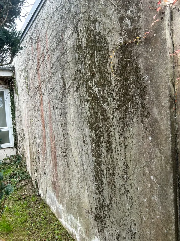 Mur couvert de mousse, de lichens et de vigne vierge